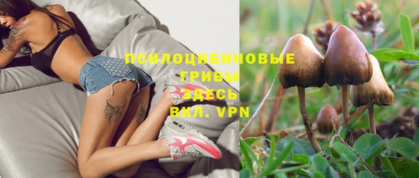 индика Няндома